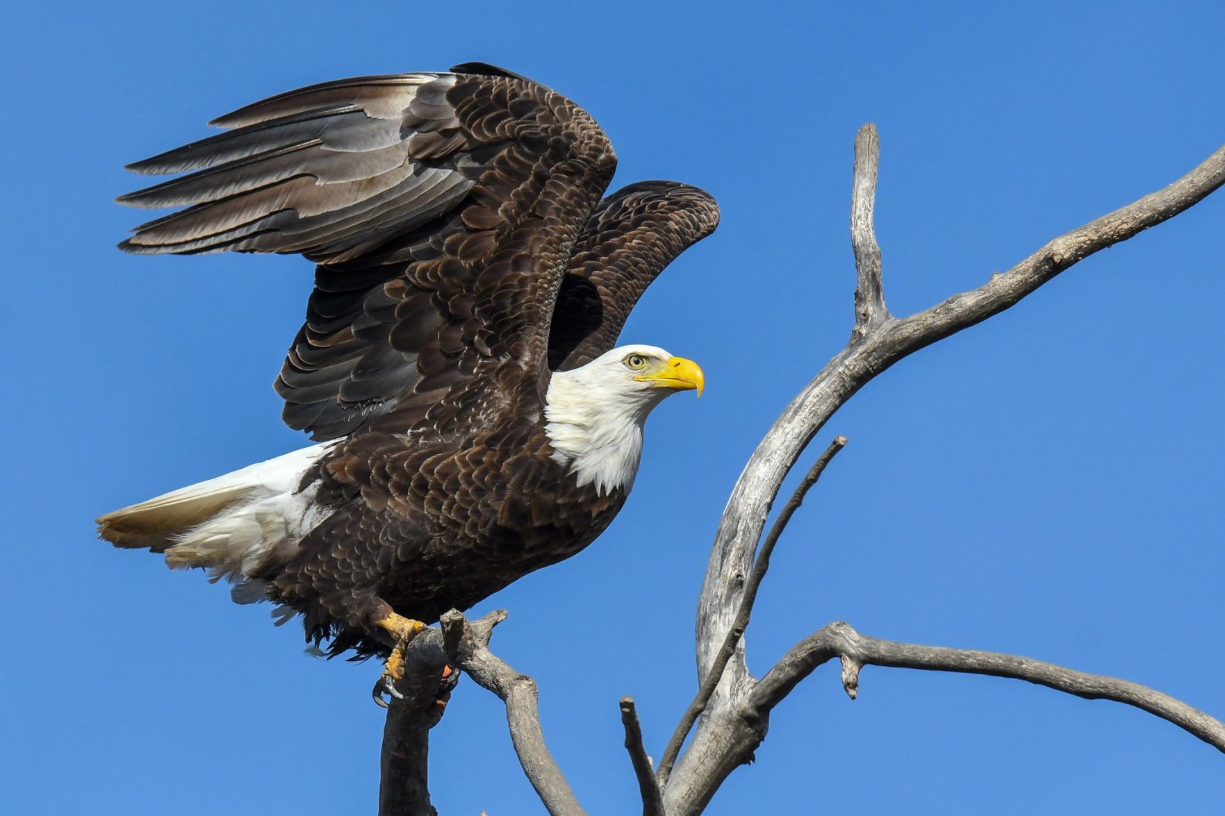Majestic birds can be seen near most open water